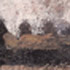 CZASZKA, 2016 </br> 20×30 cm, tempera na płótnie